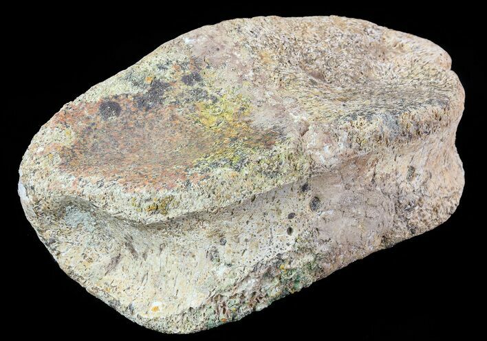Hadrosaur Toe Bone - Alberta (Disposition #-) #71674